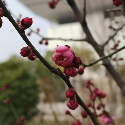 警院梅花报春