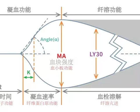 血栓弹力图结果及临床上的应用