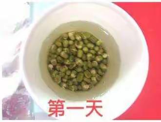 豆芽发芽史