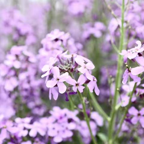 去下石井村，看紫色油菜花！