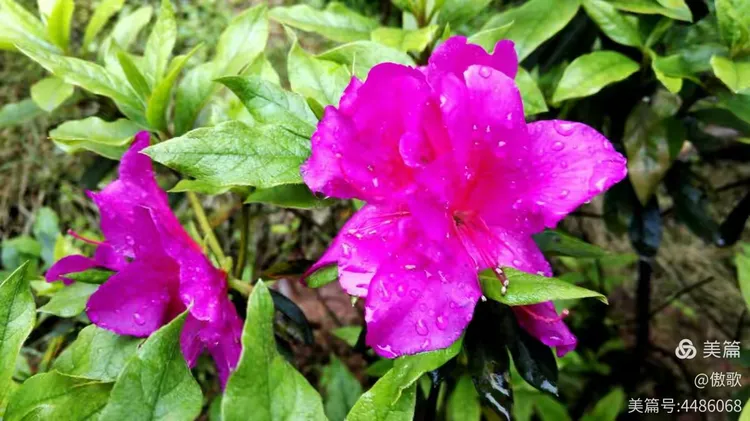 高山杜鹃小苗几年能开花