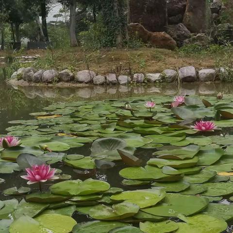 鄢陵处处是美景