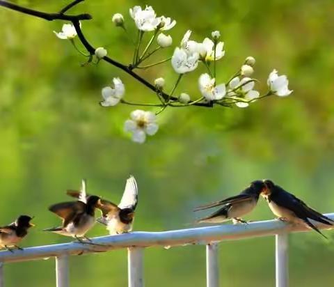 满江红.西安之春    文/郭二富