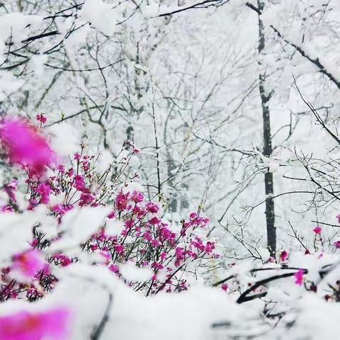 初夏飘雪     文/郭二富