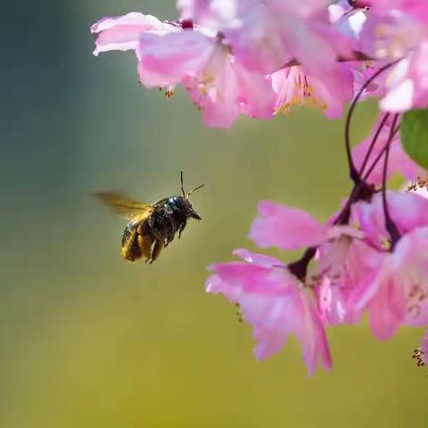 相约在春天的天鹅湖畔，寻梦