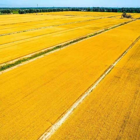 家乡礼赞         文/郭二富