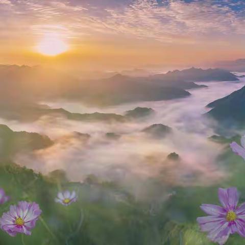 盛开在青川的格桑花