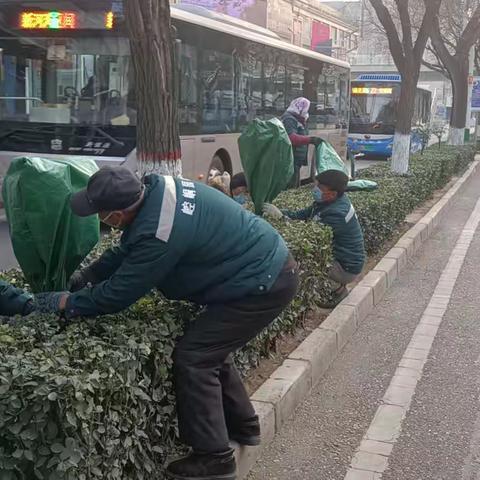 区园林局绿化养护简报