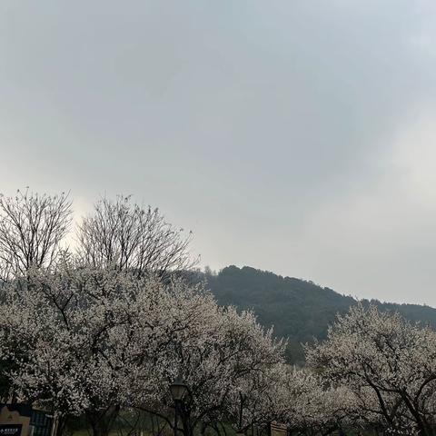 赴宋梅之约 临梦里水乡