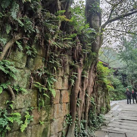 沿江栈道看风景