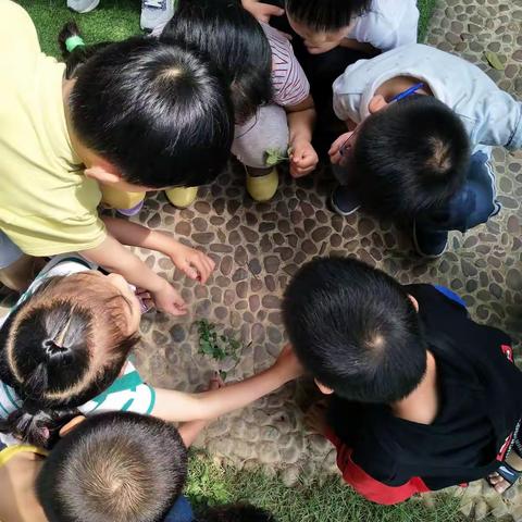 蜜蜂来到幼儿园