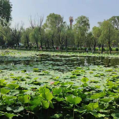 杨俊岭国画班渭滨公园荷花写生小记