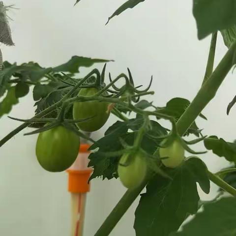 2023阳台上第一次种小番茄🍅