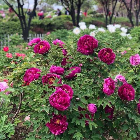 爱残助残倡议书