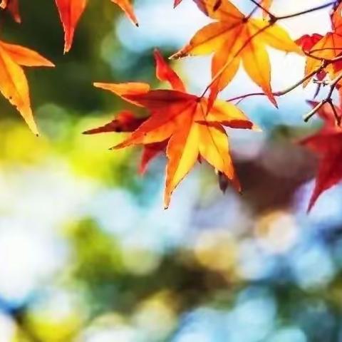 “教”沐秋风，“研”路芬芳——记走马小学语文研讨活动