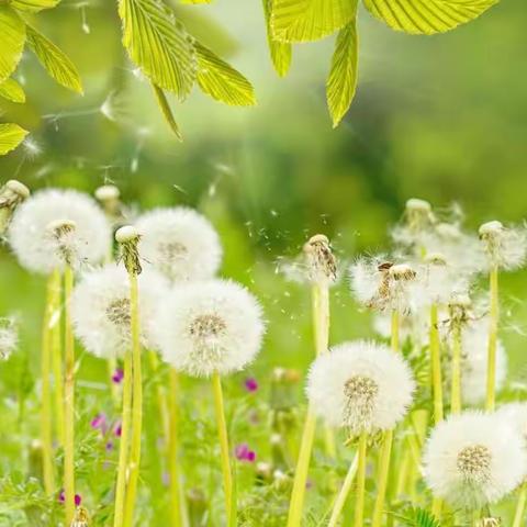 留心观察    做生活的有心人——《金色的草地》公开课