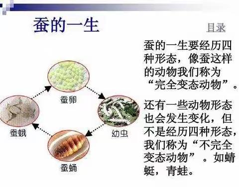 蚕的生长过程