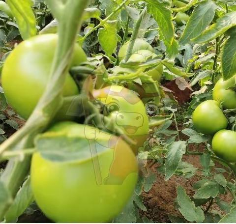 番茄坐果后怎样施肥？干货分享