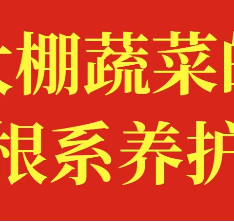 大棚蔬菜的根系养护