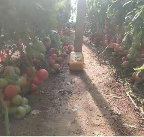 农资经销商王总，是如何被土大厨功效肥打动的？