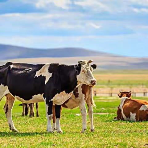 我的牛哇   四年级  郭丽岩