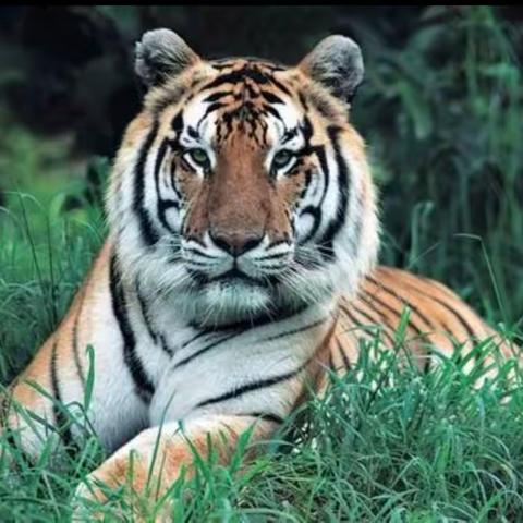 一只老虎的悲哀（非虚构）