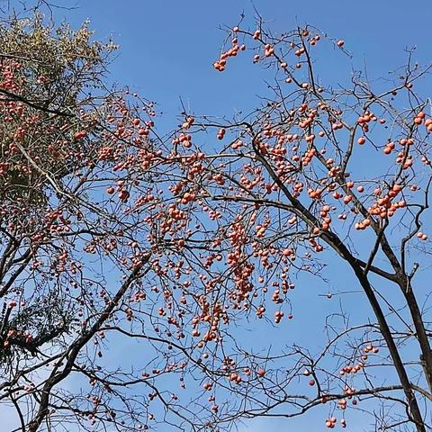 初冬兴庆公园一撇