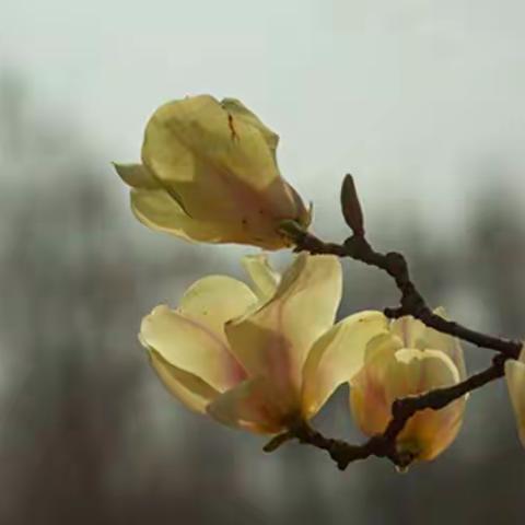 玉兰花开--西安植物园