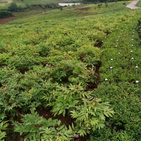 梨园休闲