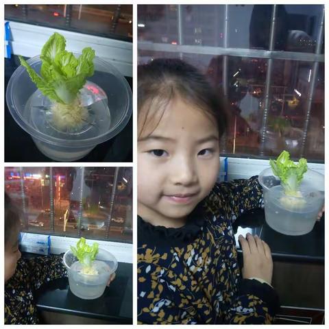 万华小学二三班赵嫣然种植实践