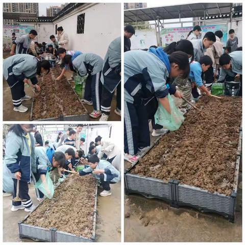 在劳动中成长——株洲世纪星实验学校152班劳动基地成长记2