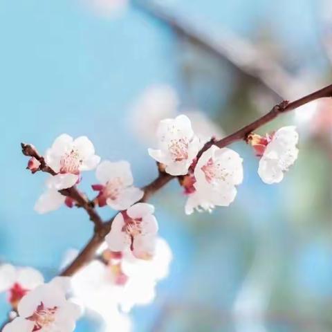 静待花开，共育成长—记西平第六初级中学小学部三年级家长会