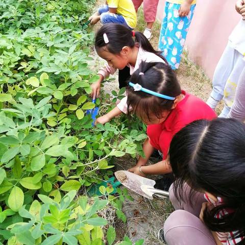 快乐采摘，收获喜悦之“花生记”——砖墙幼儿园相北分园