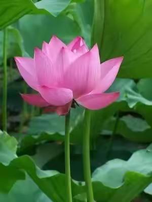 荷花咏（之三）