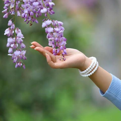 那年，紫藤花开