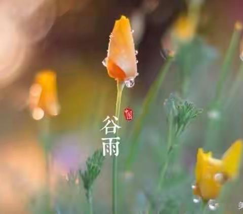 谷雨时节，播种希望