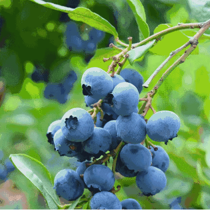 六月盛夏恩，粽香父爱深。蓝莓采摘季|美味"蓝"不住，不能"莓"有你，博宇蓝莓园约起来（副本）