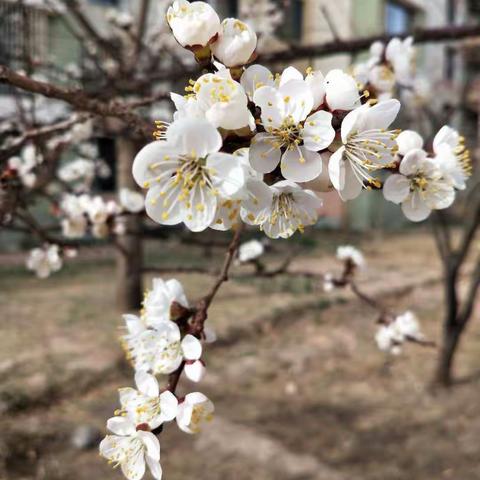 春暖花开