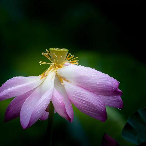雨后荷花