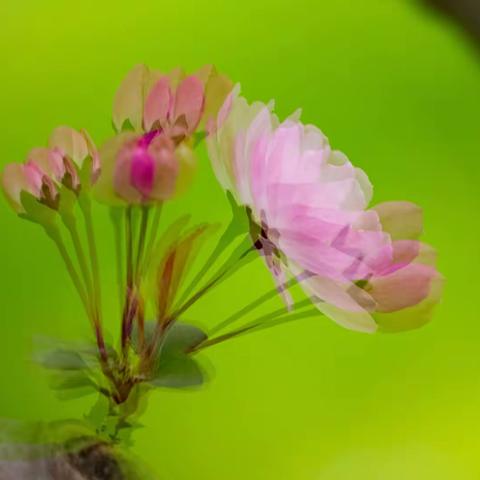 花儿朵朵开
