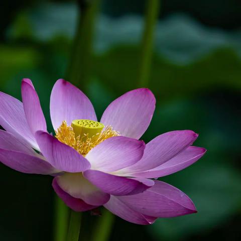 雨后荷花1