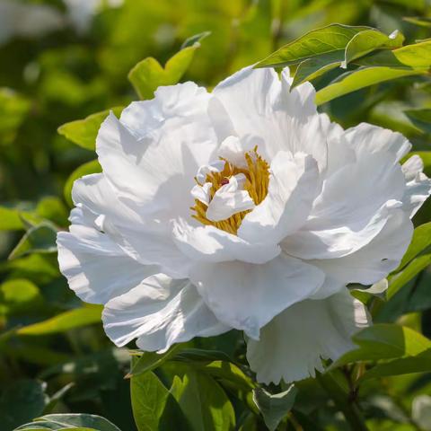 牡丹花开了
