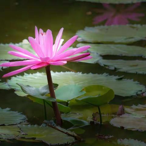 小花小蝶小世界