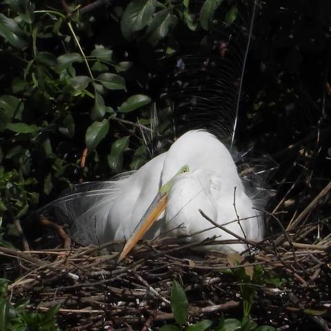 年复一年的繁𧗠季节