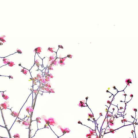 早春——玉兰盛开的季节