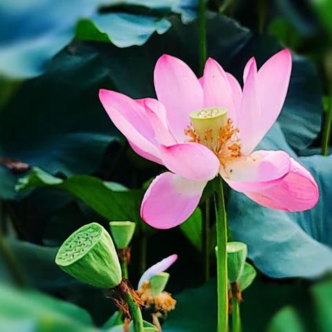 2021荷花季