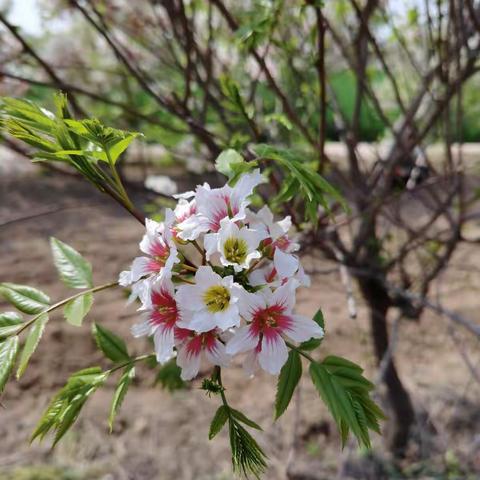 春风柳上絮  春游正当时 ——梨园完小春游活动报道