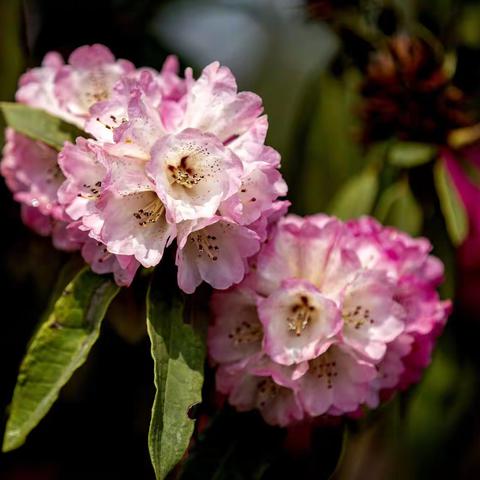 2021花花世界——马缨杜鹃