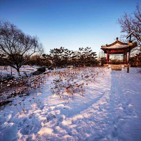 雪后初晴的花卉大观园