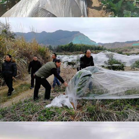 清流农业农村局派出专家组开展农业防寒防冻技术指导与服务工作